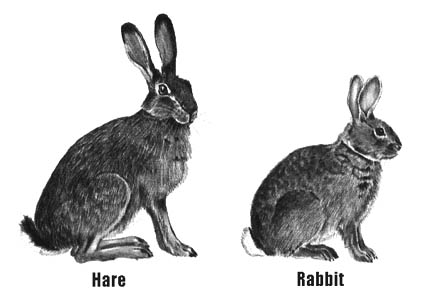hare-vs-rabbit