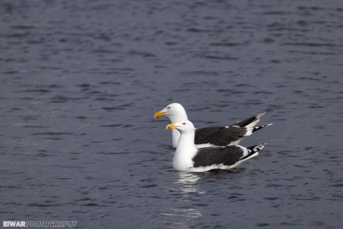 Great black-backed gull