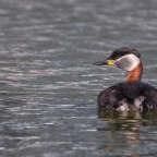FOCUS: Red-necked grebe