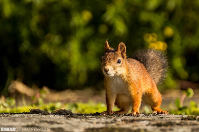 Red squirrel, Seurasaari