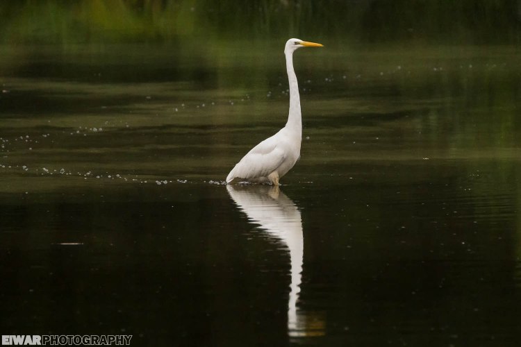 Great egret (Casmerodius albus)