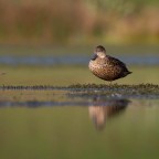 Bird photography at Lake Okareka